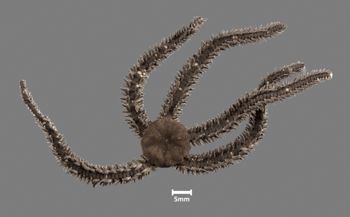 Media type: image;   Invertebrate Zoology OPH-6714 Aspect: dorsal
